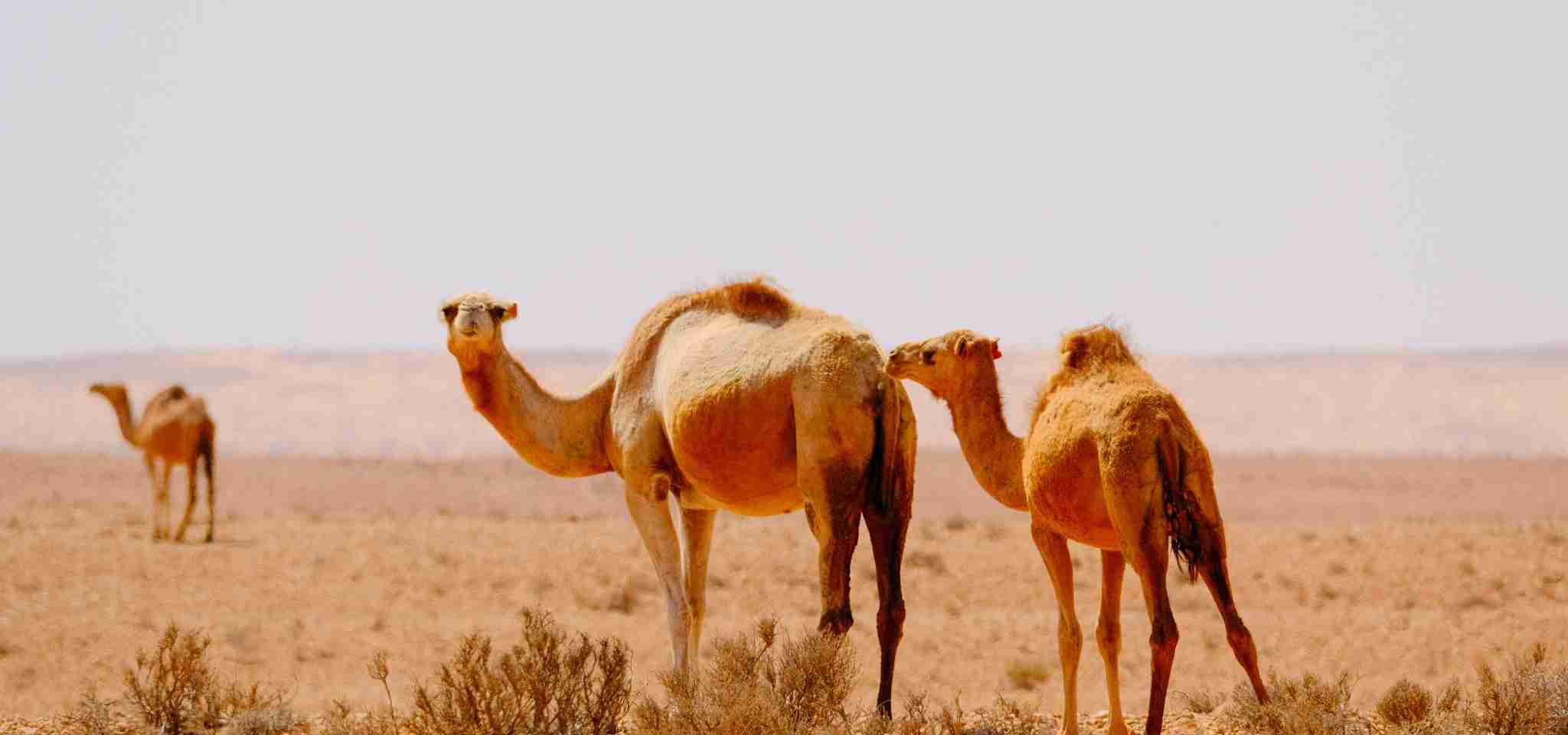 a group of camels walking in the desert